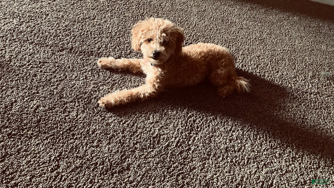 Bichpoo dogs for sale: Bichpoo Puppy 1 - Ad 6