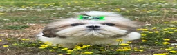 Shih Tzu dogs for sale: Zach - Ad 1