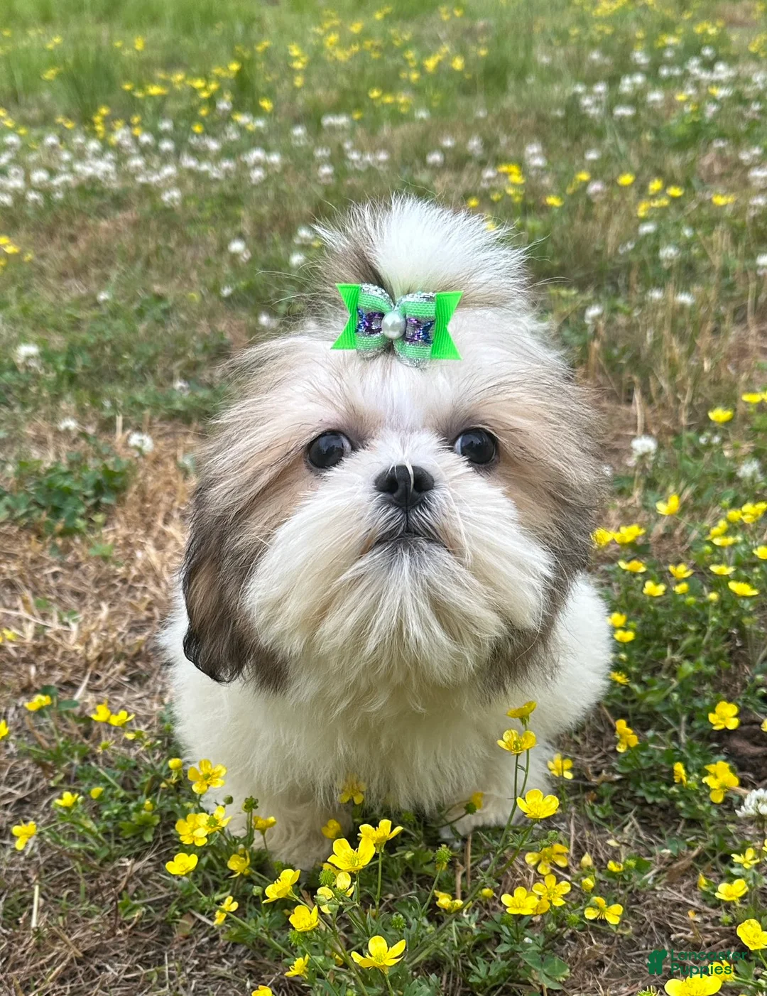 Shih Tzu dogs for sale: Zach - Ad 1