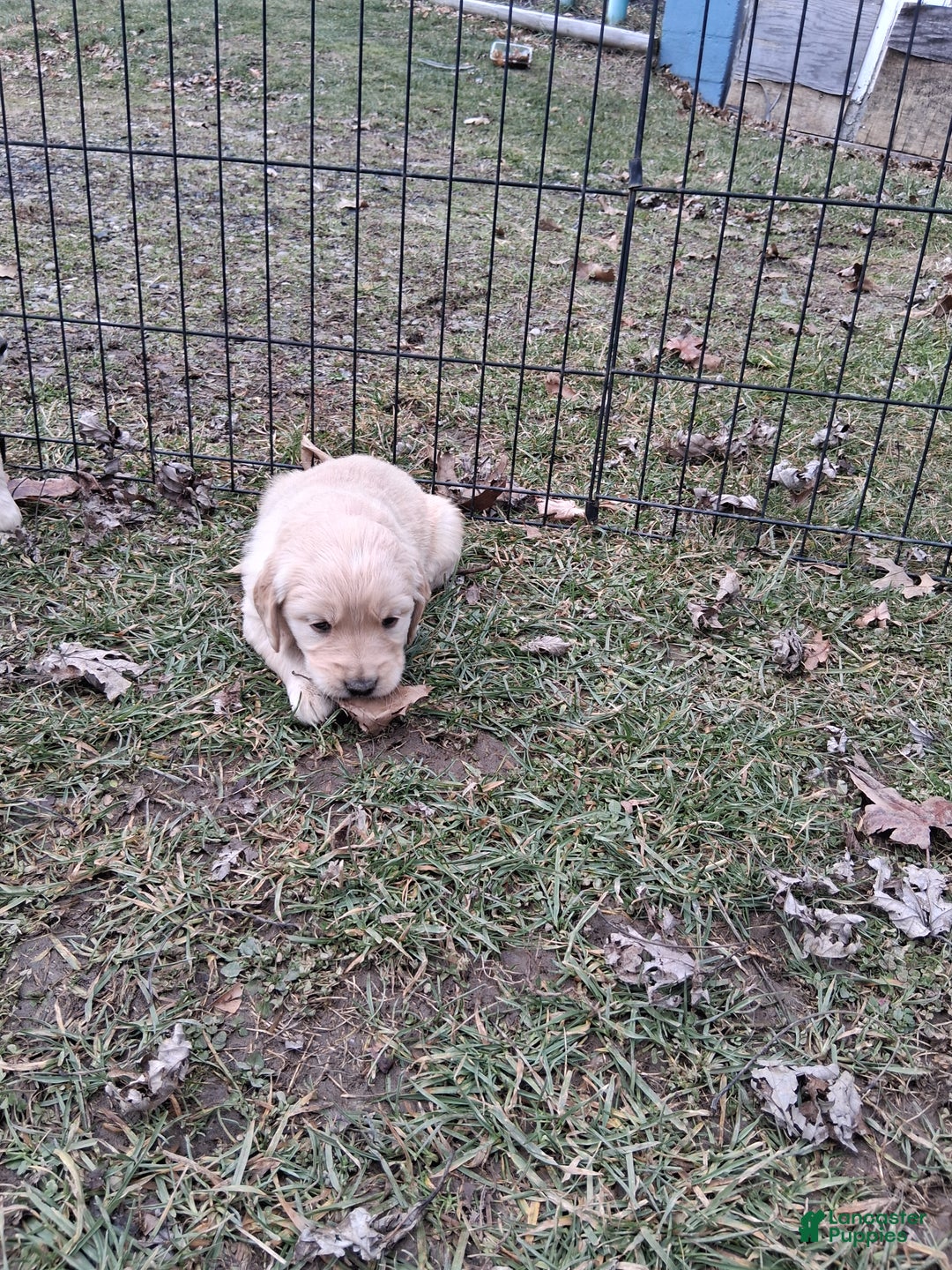 Golden Retriever dogs for sale: Juliette  - Ad 1