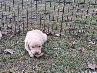Golden Retriever dogs Juliette - Ad 13