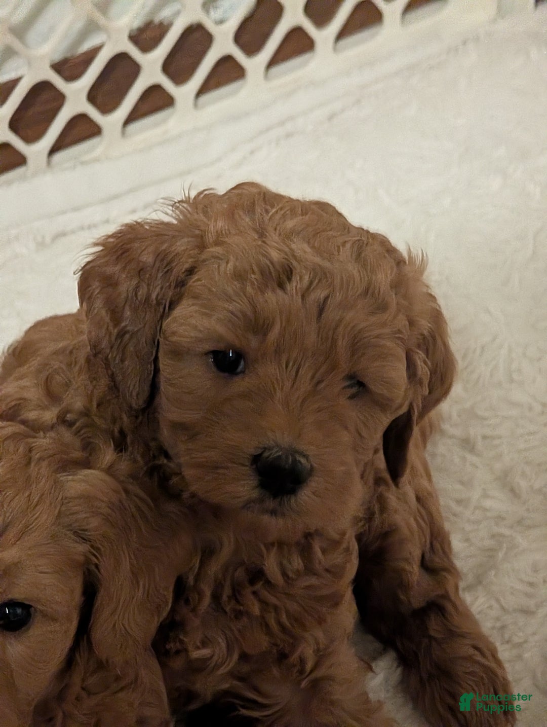 Mixed Breed dogs for sale: Milan Goldendoodle  Puppy - Ad 1