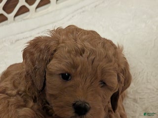 Mixed Breed dogs Milan Goldendoodle Puppy - Ad 1