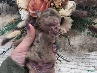 Cockapoo dogs Cockapoo Puppy 1 - Ad 15