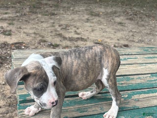 Mixed Breed dogs - Ad 6