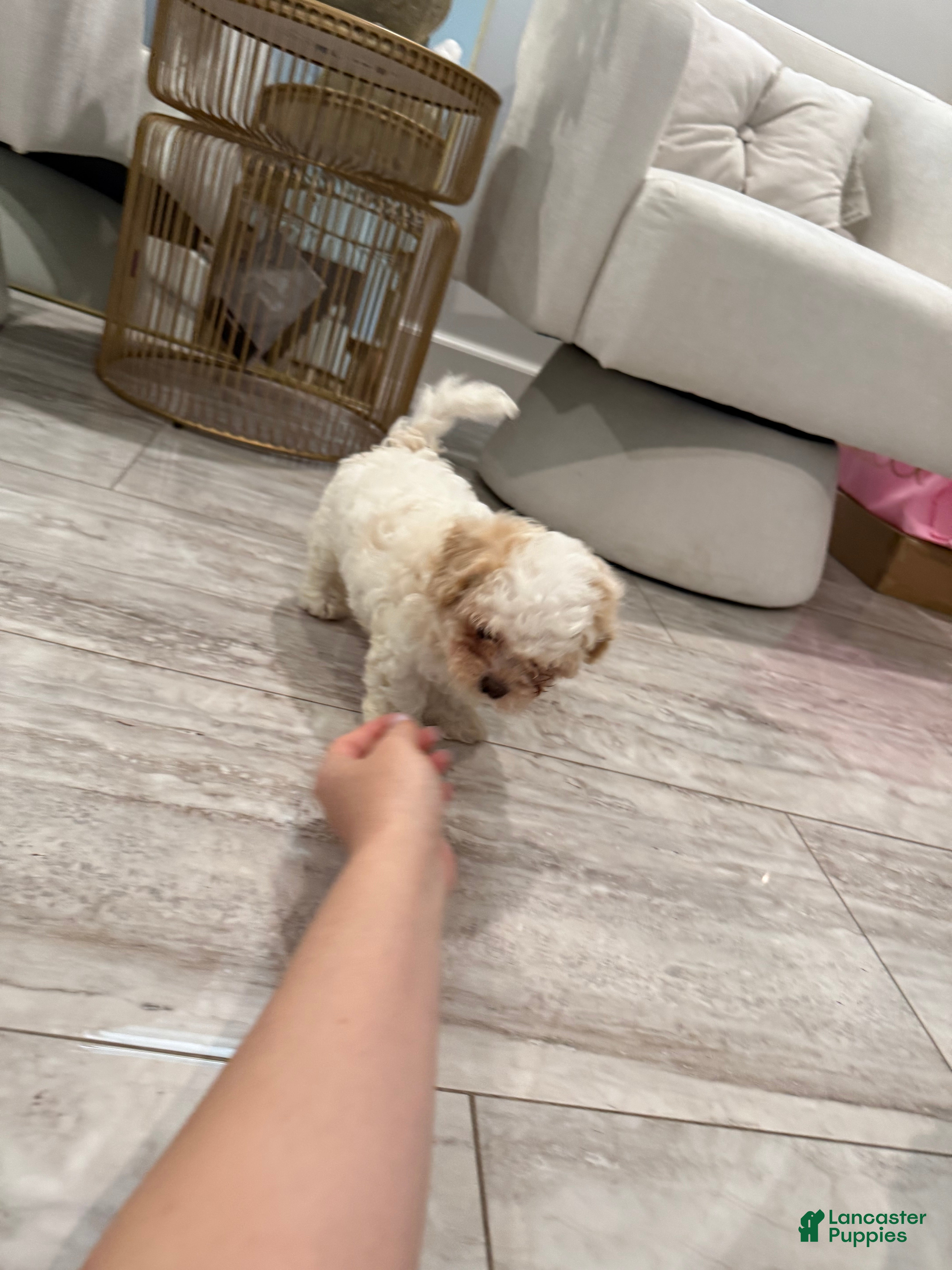 Maltipoo dogs Maltipoo Puppy 3 - Ad 2