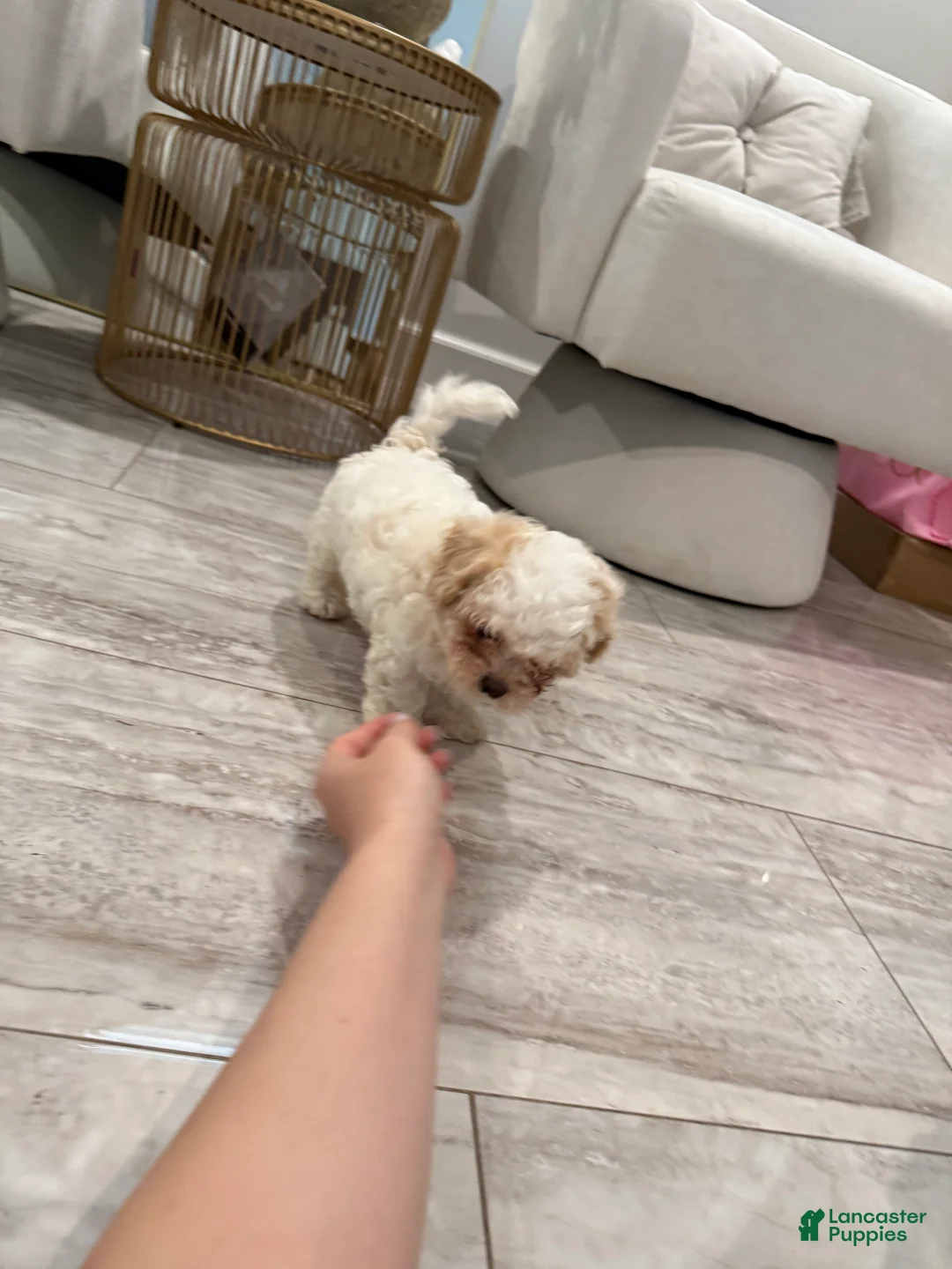 Maltipoo dogs for sale: Maltipoo Puppy 3 - Ad 2