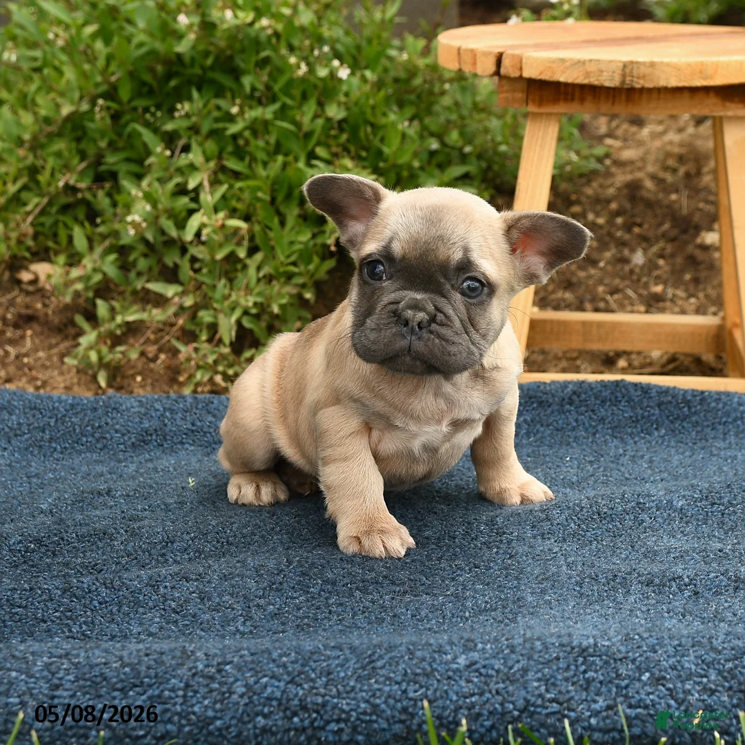 French Bulldog dogs for sale: Flicit - Ad 2