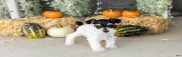 Miniature Schnauzer dogs for sale: Sassy  - Ad 3