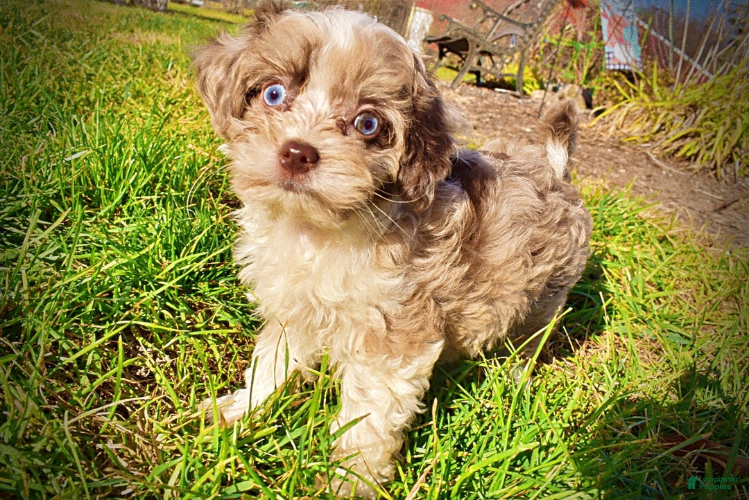 Havapoo dogs for sale: Olivia - Ad 8