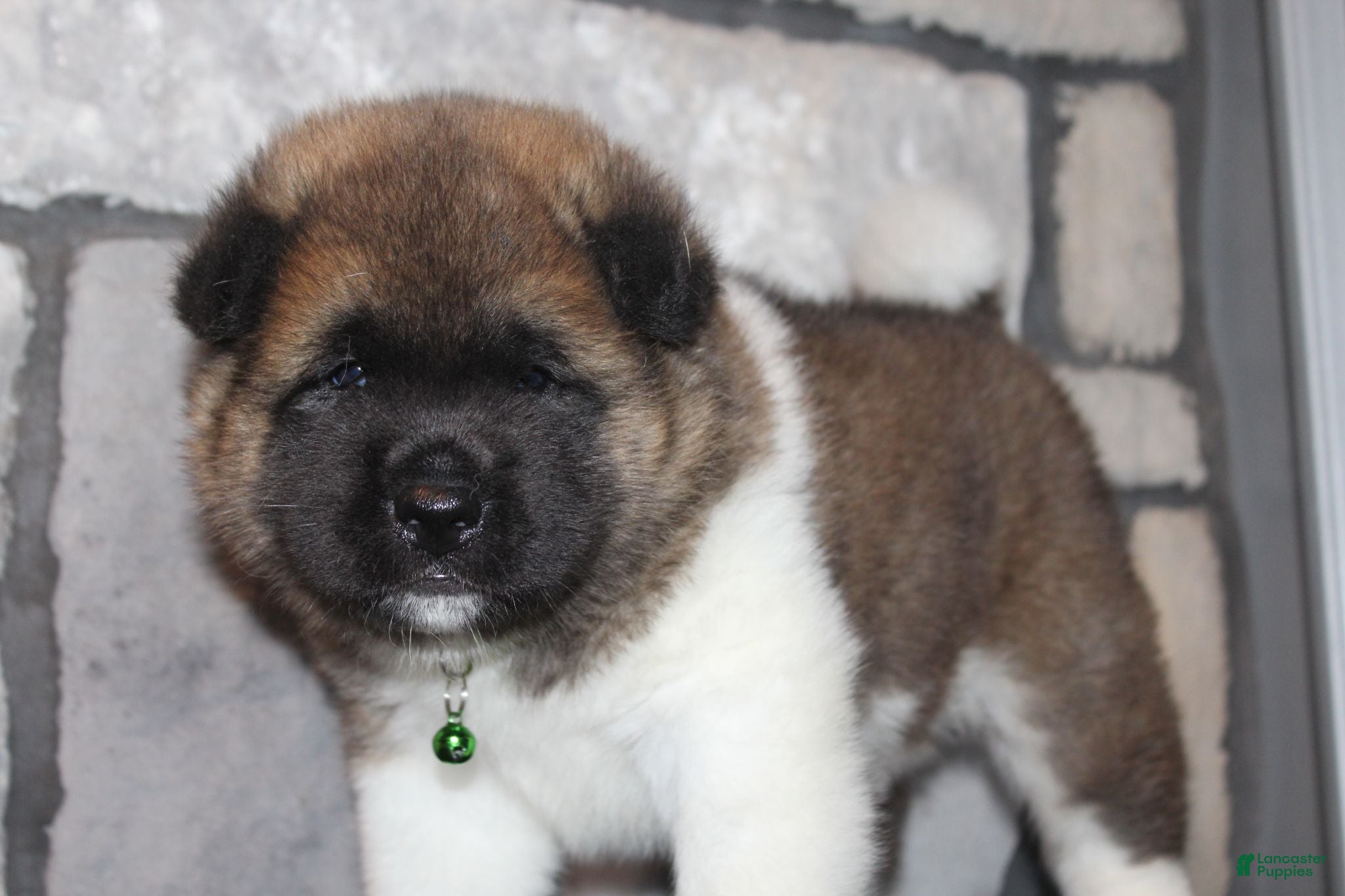 Akita dogs AKC Bear - Ad 2