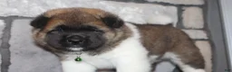 Akita dogs for sale: AKC Bear - Ad 2
