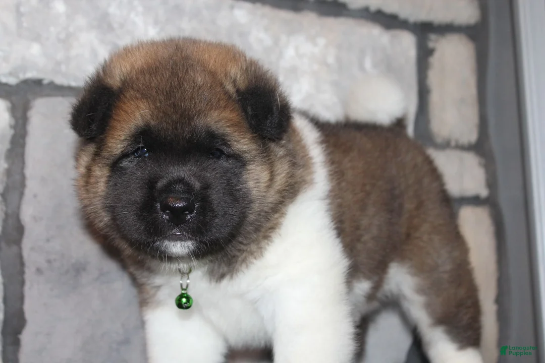 Akita dogs for sale: AKC Bear - Ad 2