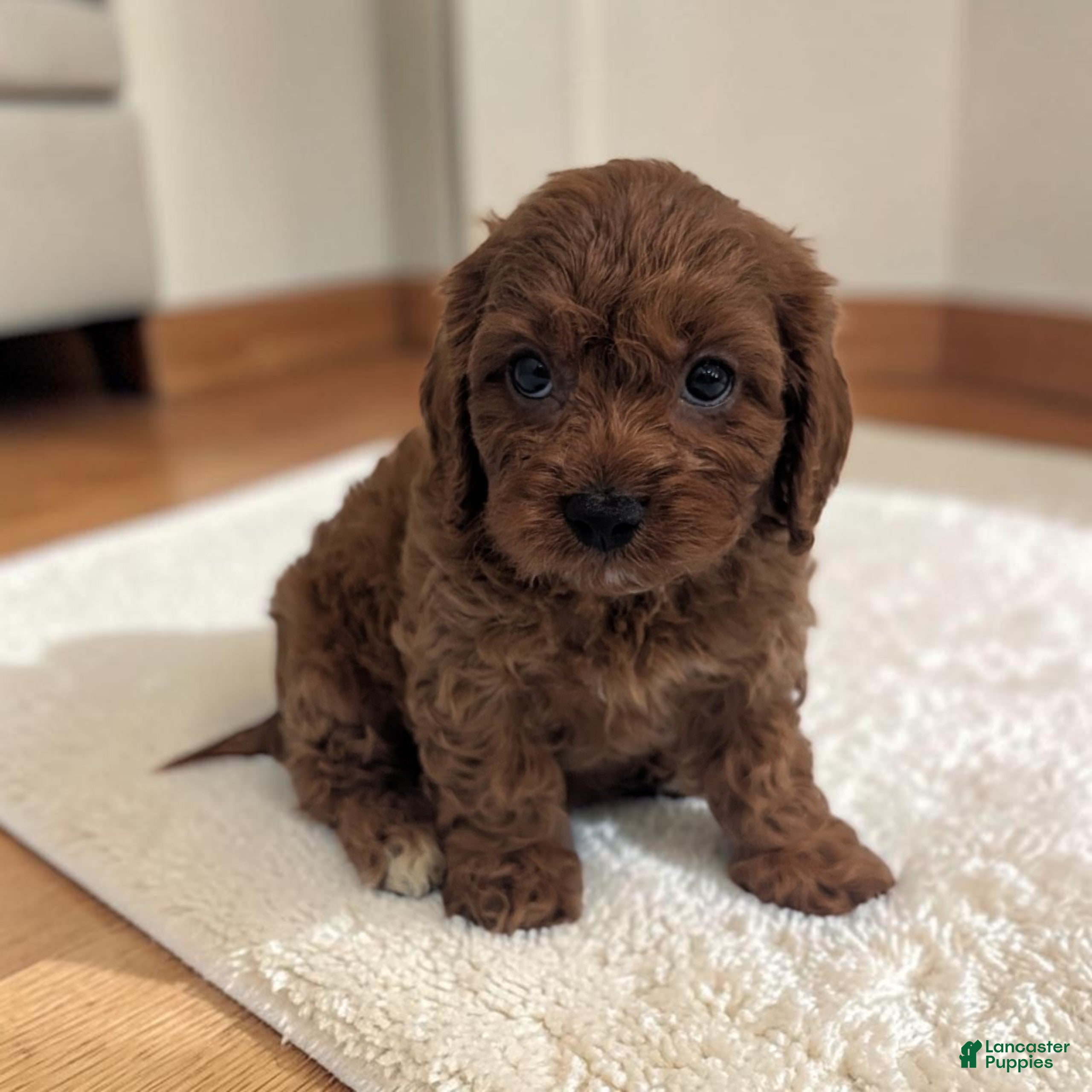 Cavapoo dogs Ace - Ad 2
