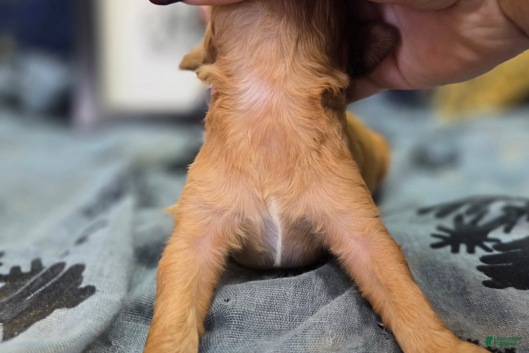 Cavapoo dogs for sale: Beanie - Ad 6