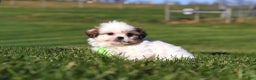 Shih Tzu dogs for sale: Hunter - Ad 2