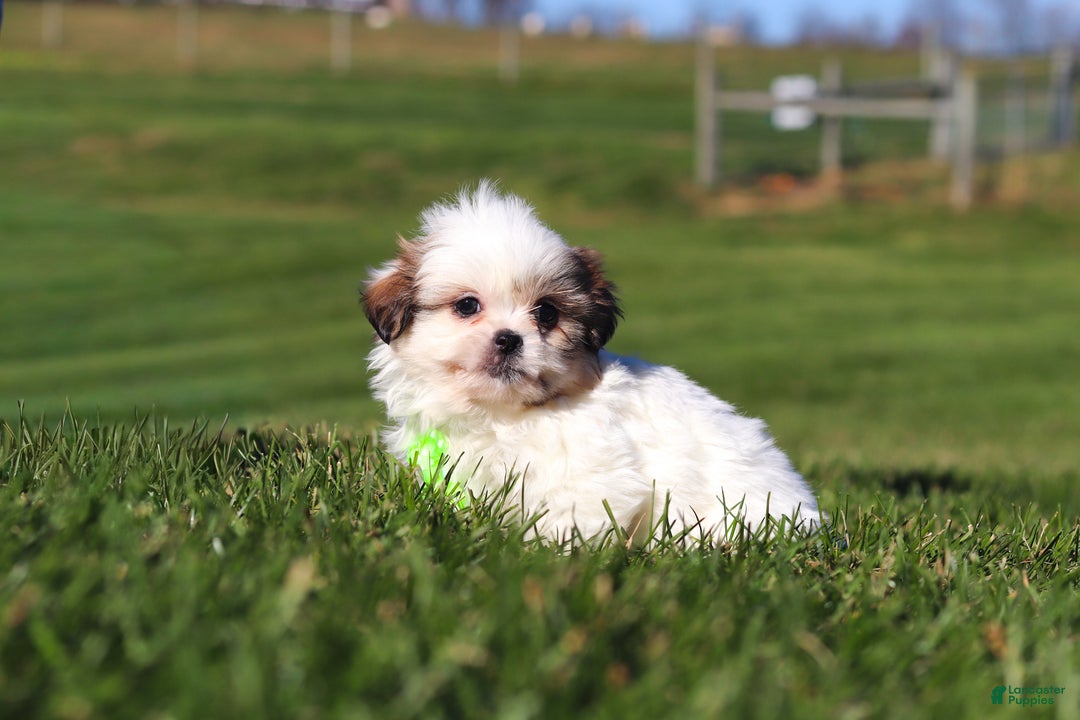 Shih Tzu dogs for sale: Hunter - Ad 2