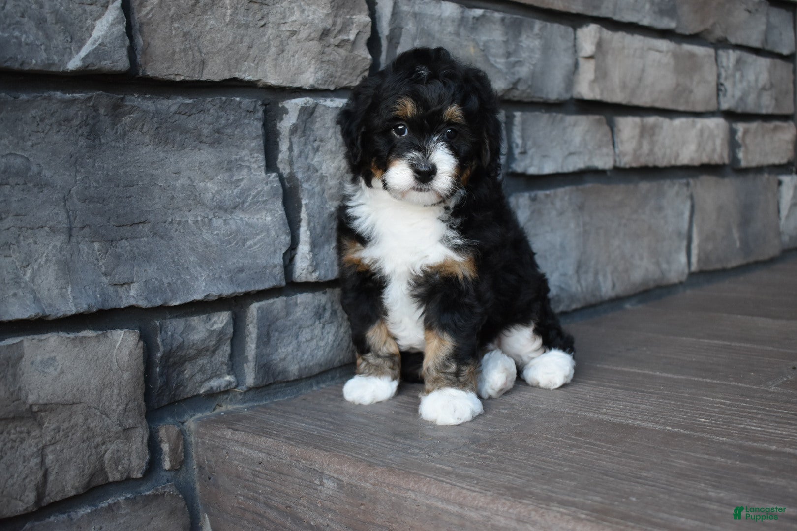 Mini Bernedoodle dogs Autumn - Ad 2