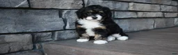Mini Bernedoodle dogs for sale: Autumn - Ad 2