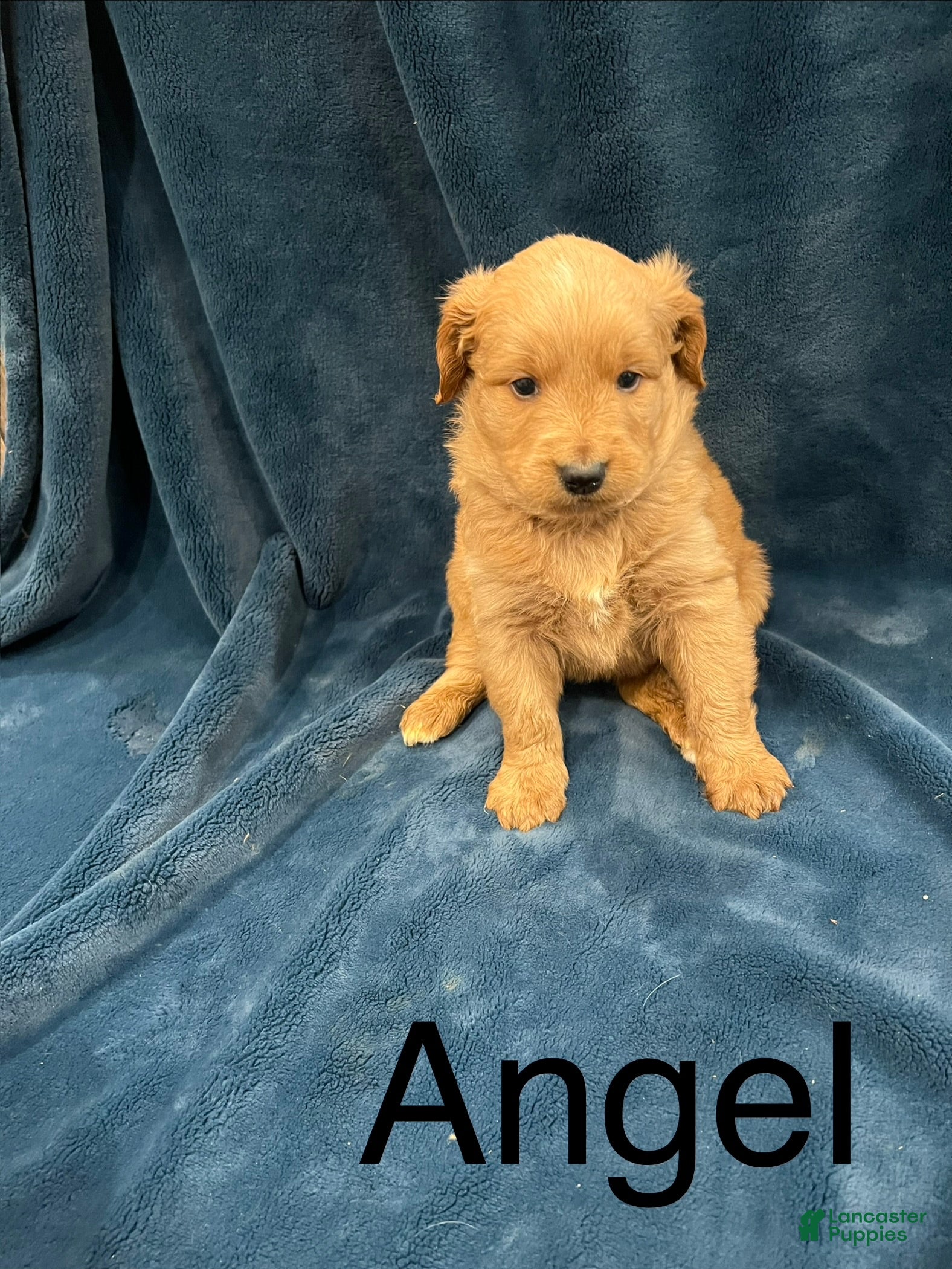 Mixed Breed dogs Angel - Ad 17