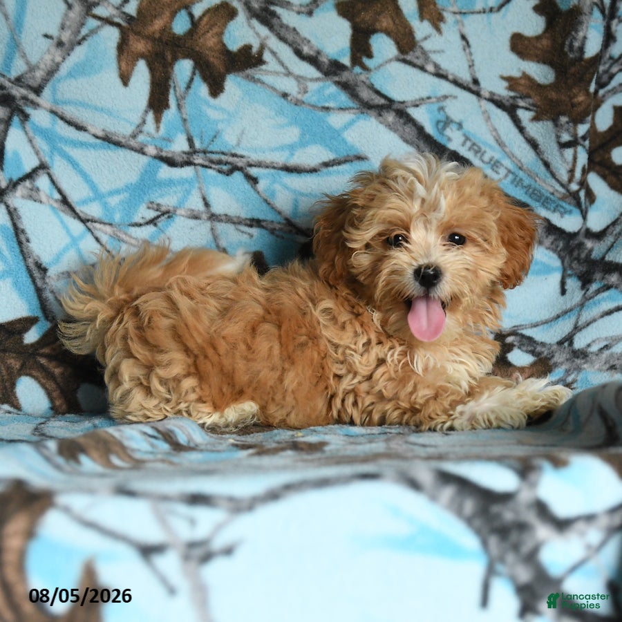 Mixed Breed dogs Udo - Ad 2