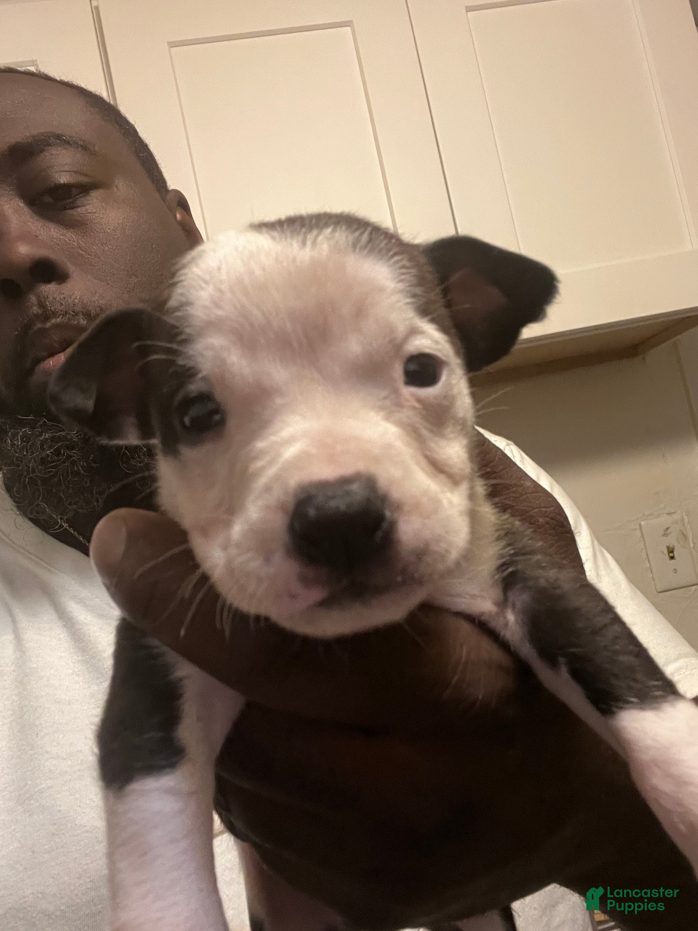 American Staffordshire Terrier dogs American Staffordshire Terrier Puppy 1 - Ad 10