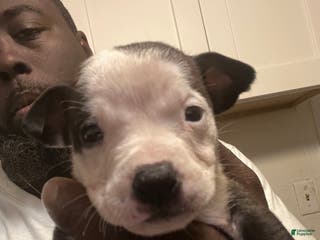 American Staffordshire Terrier dogs American Staffordshire Terrier Puppy 1 - Ad 9