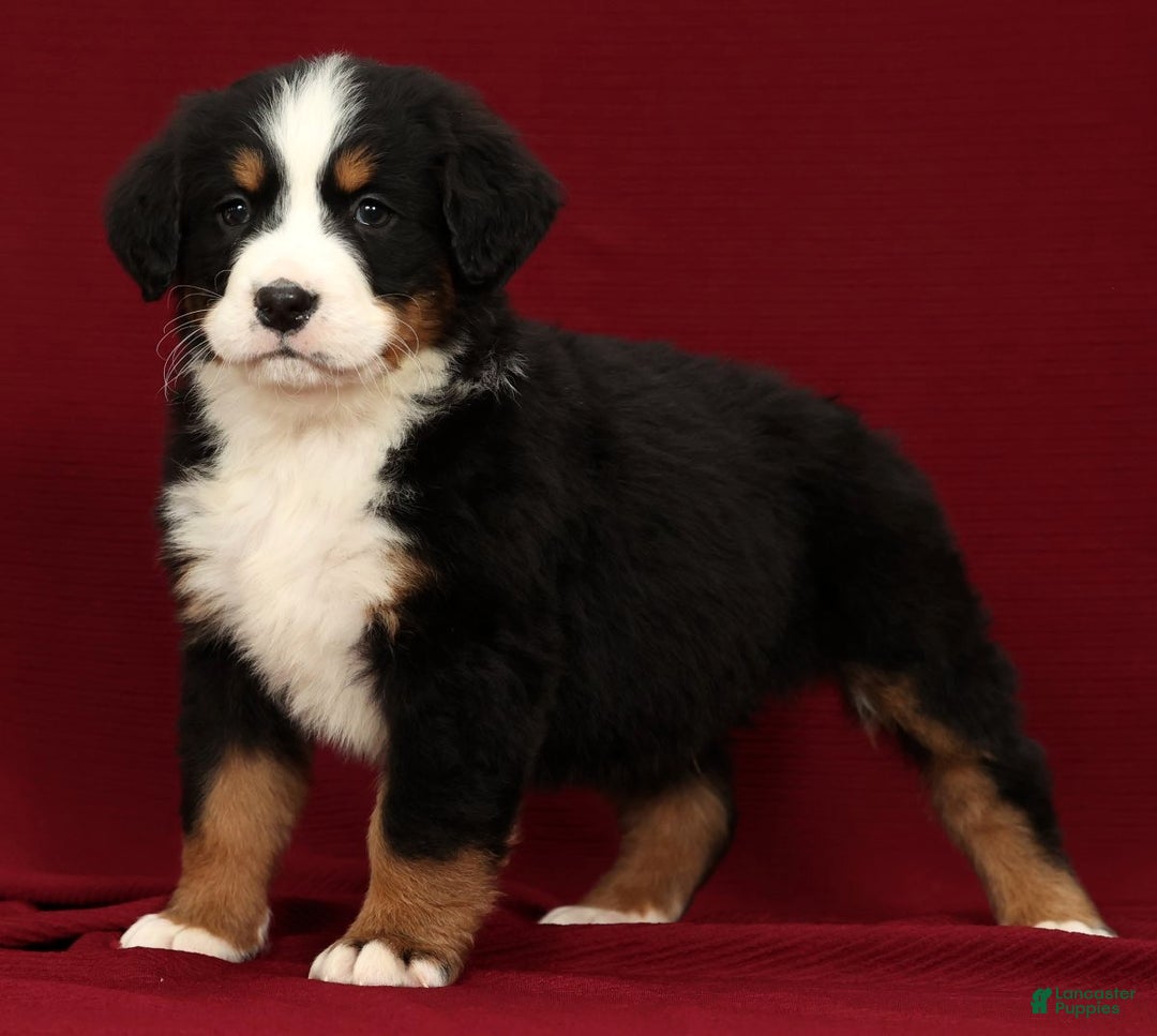 Bernese Mountain Dog dogs for sale: Shane - Ad 2