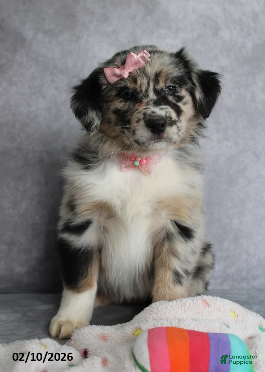 Australian Shepherd dogs for sale: Daisy - Ad 6