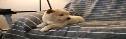 Shiba Inu dogs for sale: Scout  - Ad 7