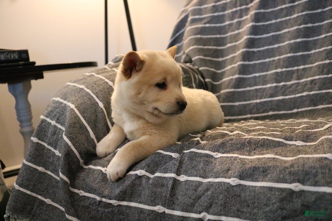 Shiba Inu dogs for sale: Scout  - Ad 7