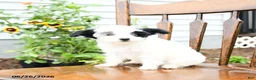 Yorkiepoo dogs for sale: Lilac  - Ad 5