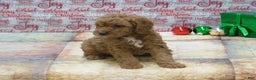 Goldendoodle dogs for sale: Mini Rusty - Ad 12