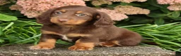 Miniature Dachshund dogs for sale: Dominic - Ad 9