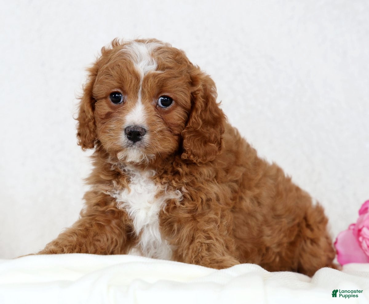 Cavapoo dogs Callie - Ad 2