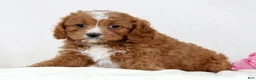 Cavapoo dogs for sale: Callie - Ad 2