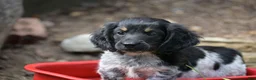 Miniature Dachshund dogs for sale: Max - Ad 6