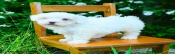 Maltipoo dogs for sale: Kezie - Ad 2