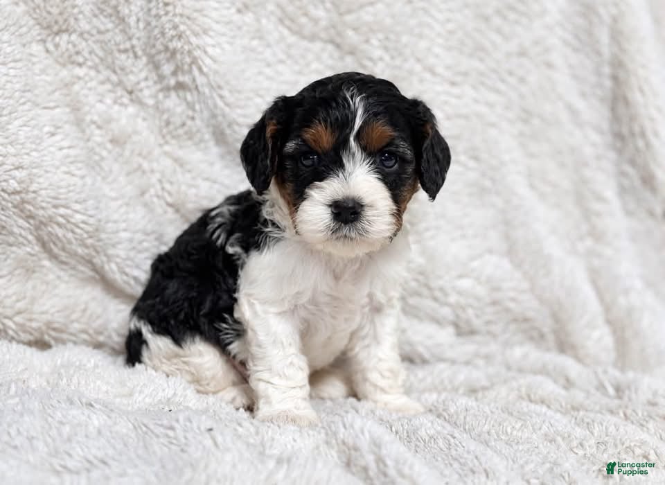 Cavapoo dogs for sale: Checkers  - Ad 9