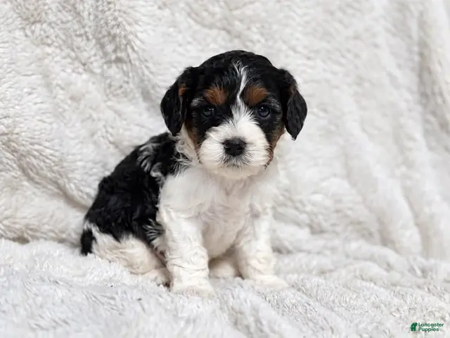 Cavapoo dogs for sale: Checkers - Ad 9