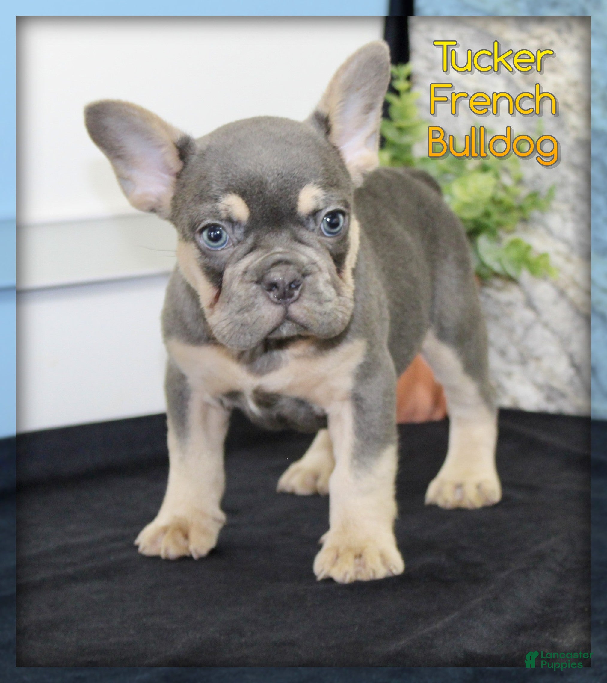 French Bulldog dogs Tucker - Ad 1