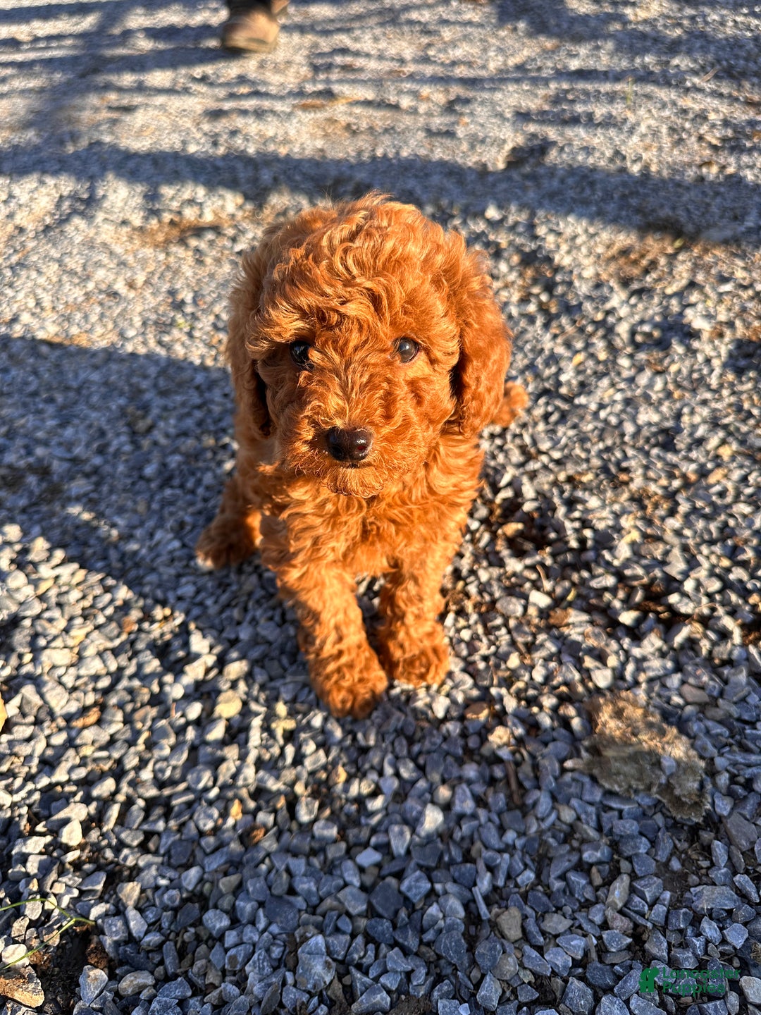 Toy Poodle dogs for sale: Buddy - Ad 4