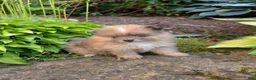 Pomeranian dogs for sale: Happy - Ad 3