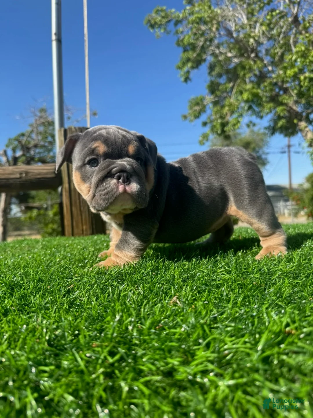 English Bulldog dogs for sale: CHANEL - Exotic Blue Tri Female – Compact & Structured - Ad 10