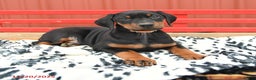 Doberman Pinscher dogs for sale: Hannah - Ad 8