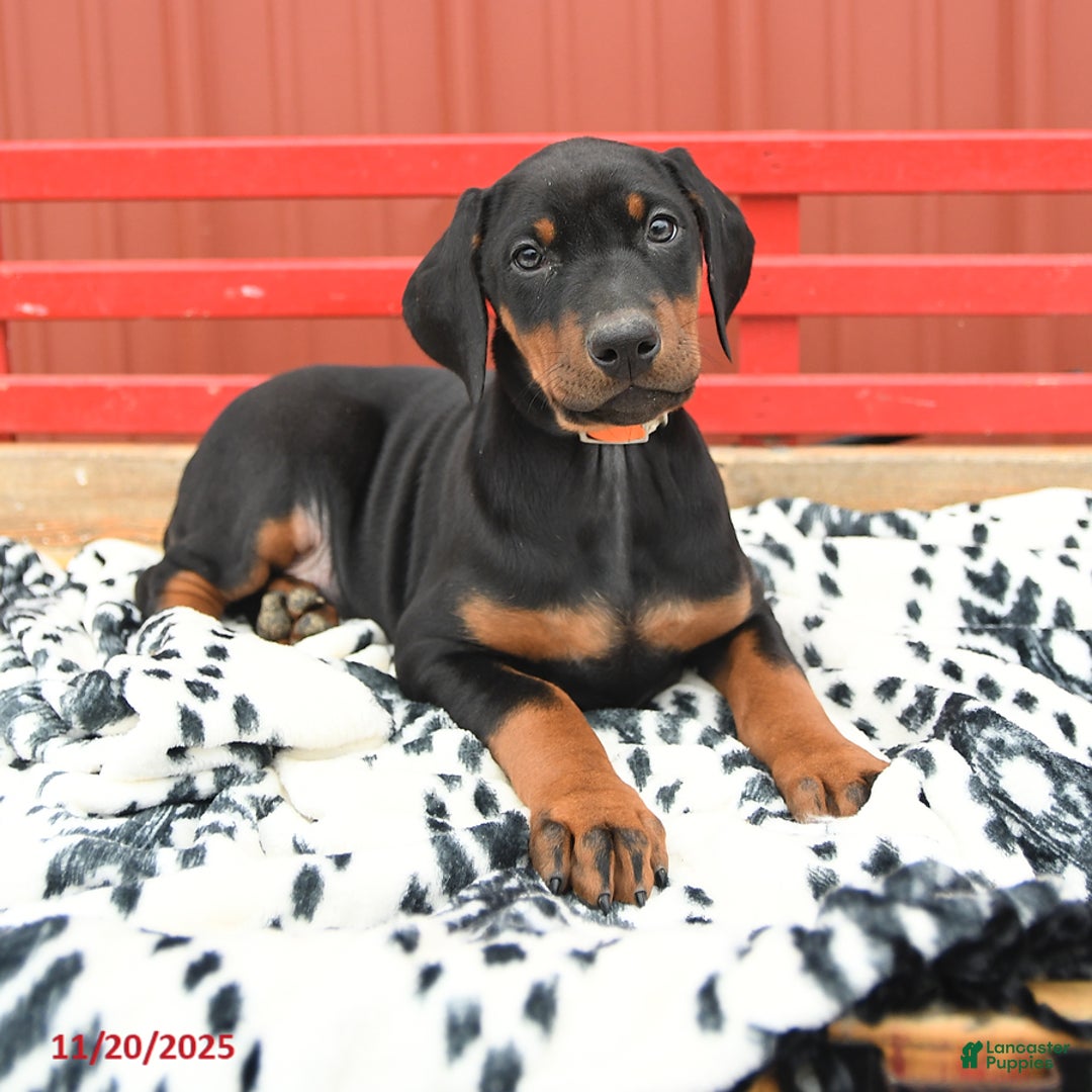 Doberman Pinscher dogs for sale: Hannah - Ad 8