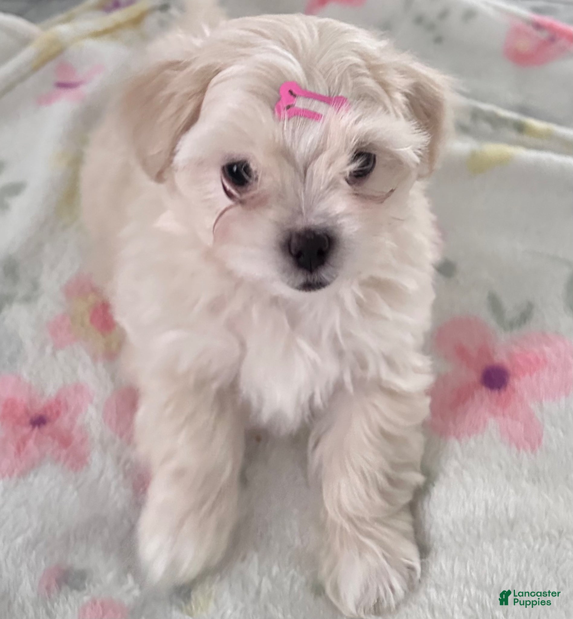 Maltipoo dogs Maltipoo Puppy 1 - Ad 8