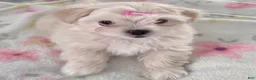 Maltipoo dogs for sale: Maltipoo Puppy 1 - Ad 1