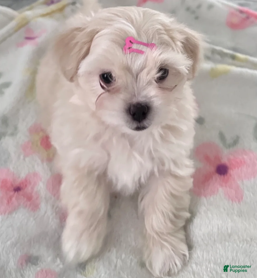 Maltipoo dogs for sale: Maltipoo Puppy 1 - Ad 1
