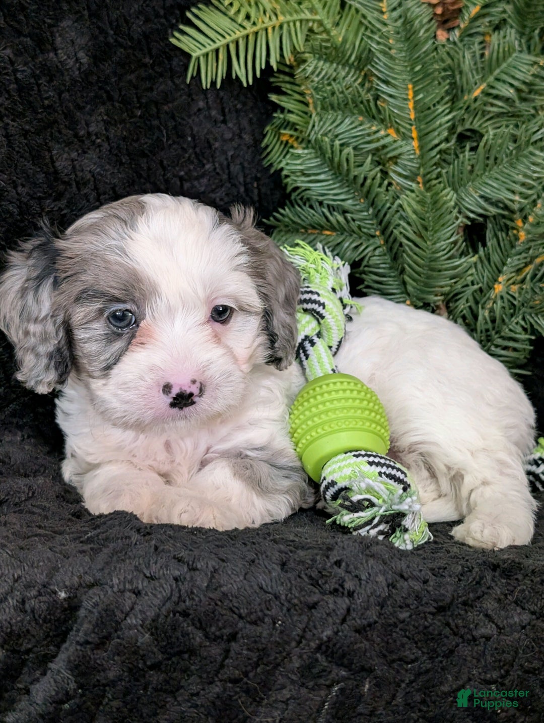 Cavapoo dogs for sale: Bingo  - Ad 4